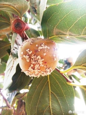 柿子树上长满了小白点一招解决,柿子树上的白点虫子怎么治