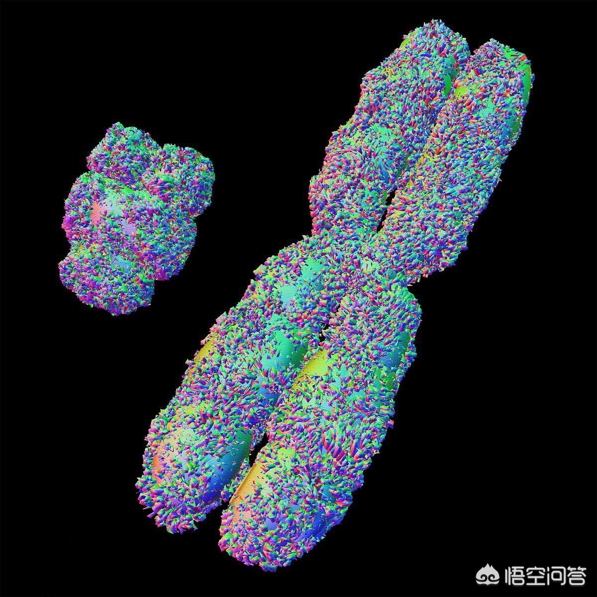 华大基因无创dna网上怎么查结果,华大基因无创dna检查有一项偏高