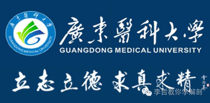 右正中神经在哪里,正中神经手部分支