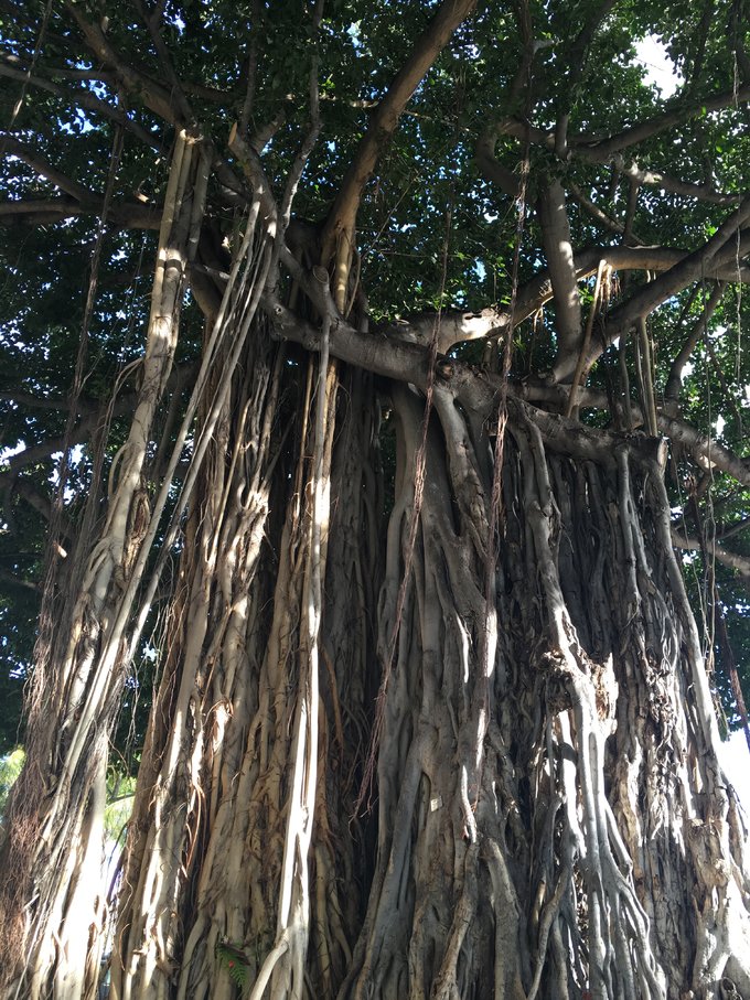 没有意外是哪句电影台词,夏威夷旅行说明