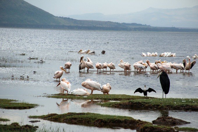 12天肯尼亚动物大迁徙自驾之旅,肯尼亚动物旅行