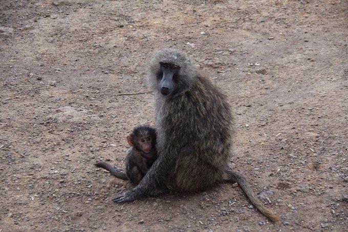 肯尼亚5天难忘的野生动物园,肯尼亚野生动物之旅