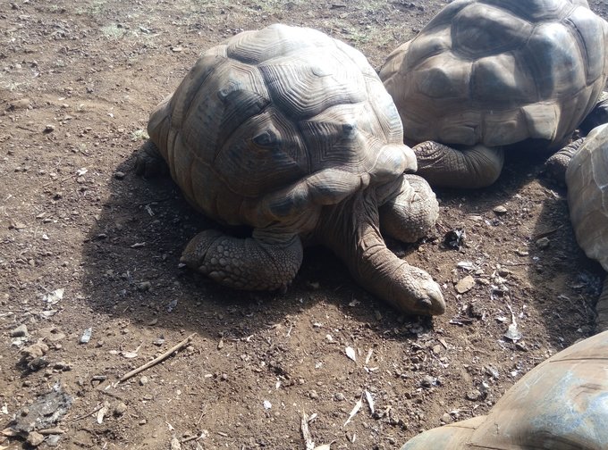 毛里求斯蜜月地,毛里求斯度蜜月旅游攻略