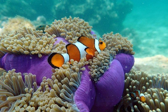 马尔代夫莉莉岛怎么玩,马尔代夫莉莉岛出海项目