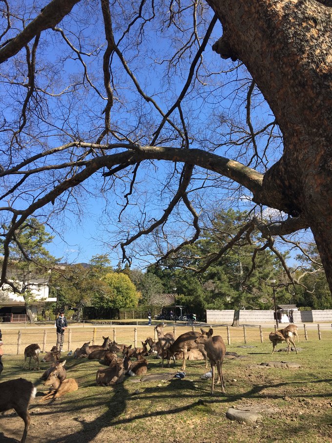 16年,关西(大阪,奈良,京都,宇治)樱花,甲子园
