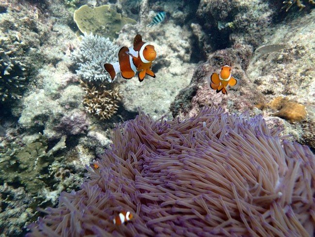 马尔代夫莉莉岛怎么玩,马尔代夫莉莉岛出海项目
