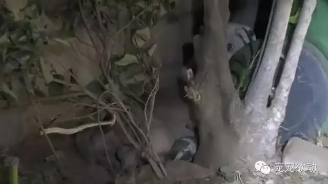 流浪狗怀孕的症状,流浪母狗生完崽是怎么活下来的