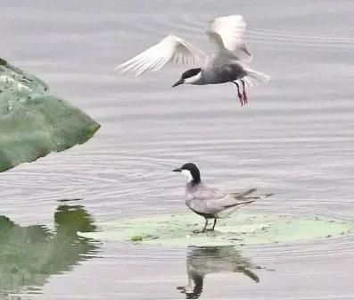 古典诗里的绝美意象,古代诗歌意象意境