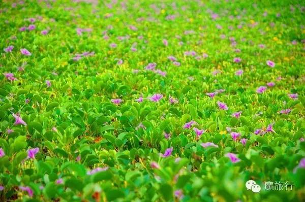 海南的海岛旅游南湾猴岛,推荐一个好地方南湾猴岛