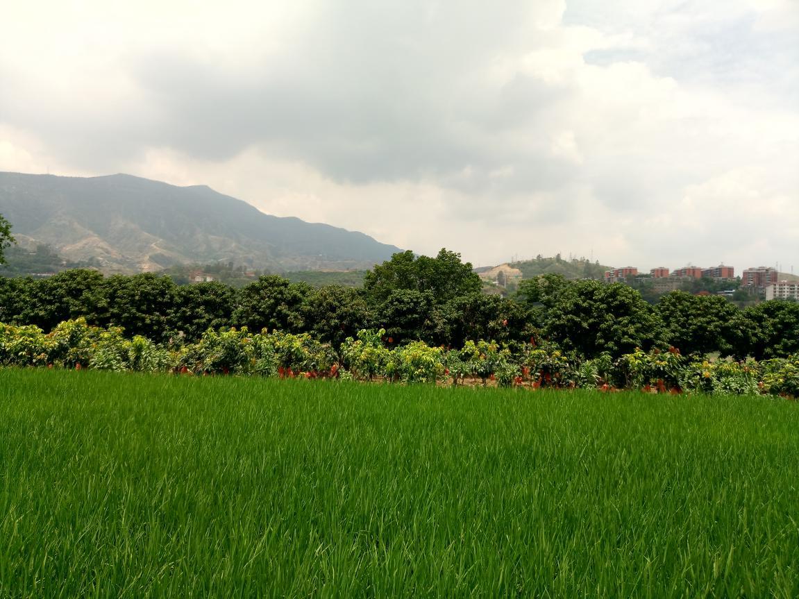 攀枝花最好吃的料理,攀枝花料理
