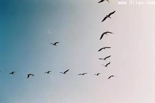 中国古典诗歌中的植物意象,飞鸟意象的诗歌