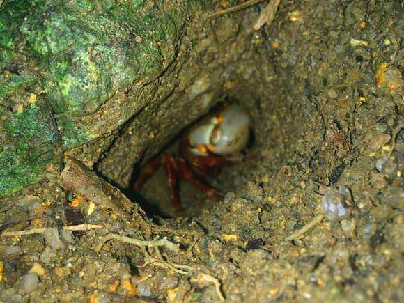 洞里发现玉石原石,洞里发现绿石