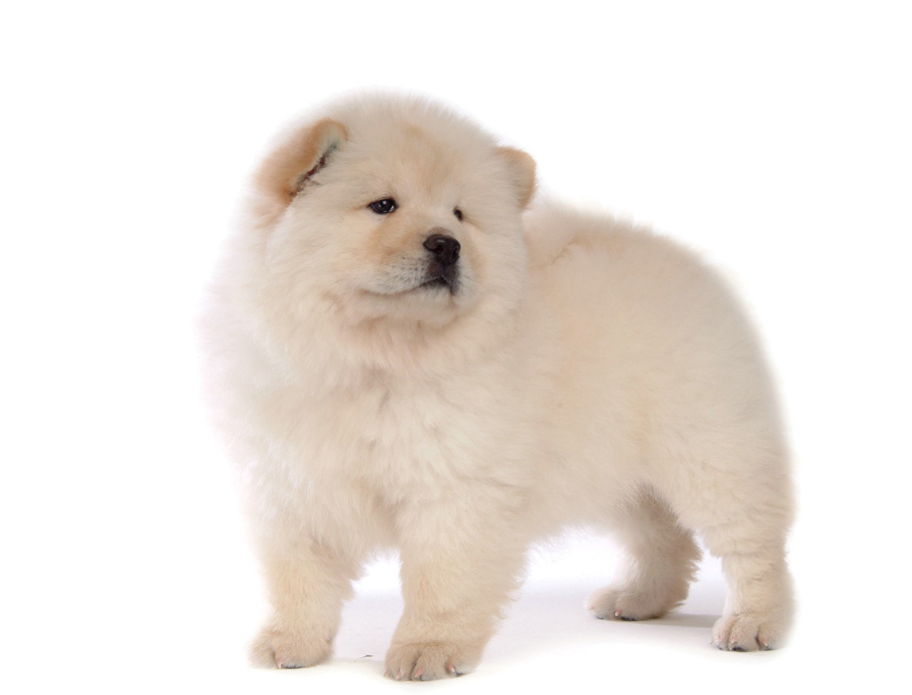 松狮霸气,松狮犬霸气视频