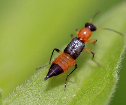 隐翅虫咬后怎么快速恢复,宝宝被隐翅虫咬了怎么办