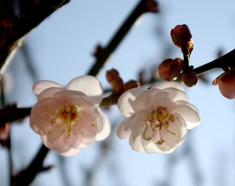 日本有樱花中国有什么花,日本有樱花还有什么花