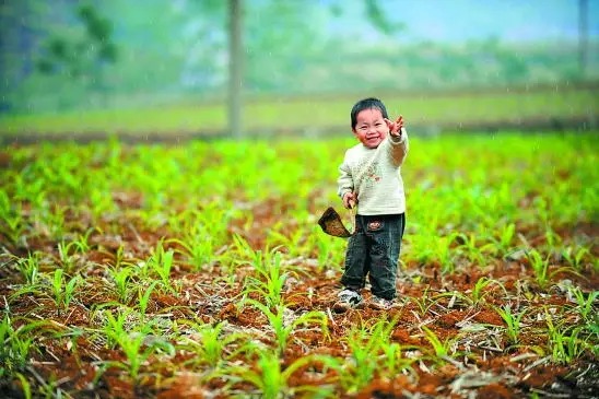 稻田泡腾片的使用方法,水稻杀虫泡腾片
