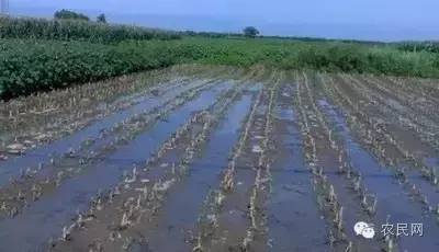 玉米播种后遇暴雨土地板结,农技人员帮助种玉米