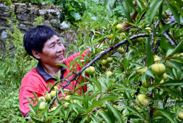 清镇酥李,清镇酥李位置