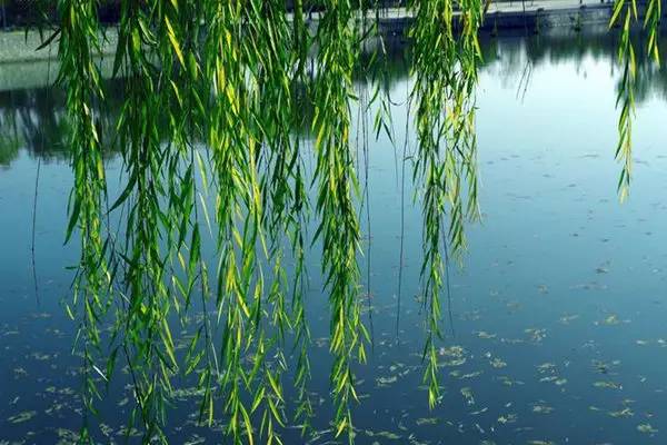 自强不息是哪所大学的校训,厚德尚学自强不息是哪个大学校训