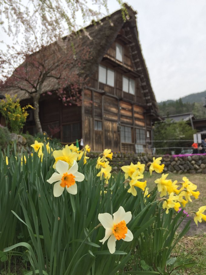 【不去会死】2016.春の小游-不走寻常路—日本升龙道,高山、白川乡)小丸子博物馆,附最新升龙道券使用报告