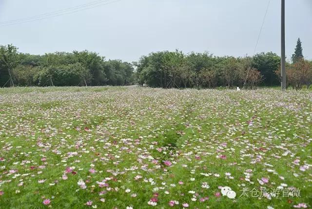 吃完这100种美食、看过这100种风景，可能再也离不开太仓！