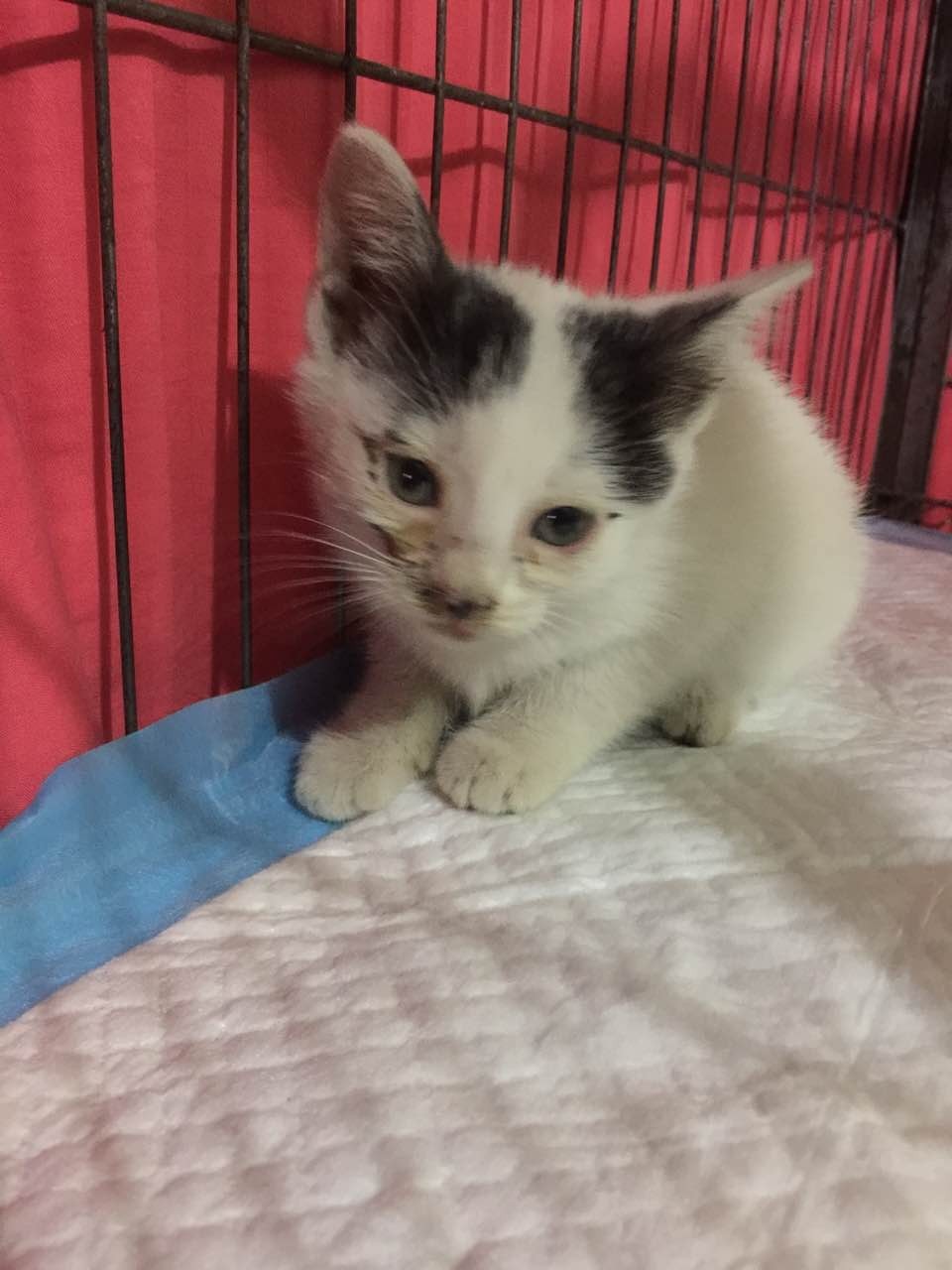 救助流浪猫狗视频,上海流浪猫狗救助中心