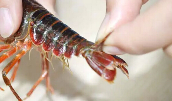 清洗龙虾的绝招,龙虾洗8遍了怎么感觉还脏