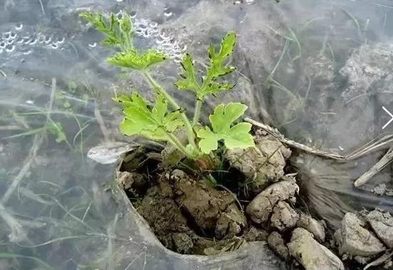 种植西瓜不甜是怎么回事,西瓜苗不发新根怎么办