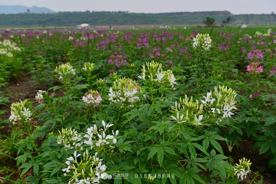 红石沟油菜花,红石沟秋景