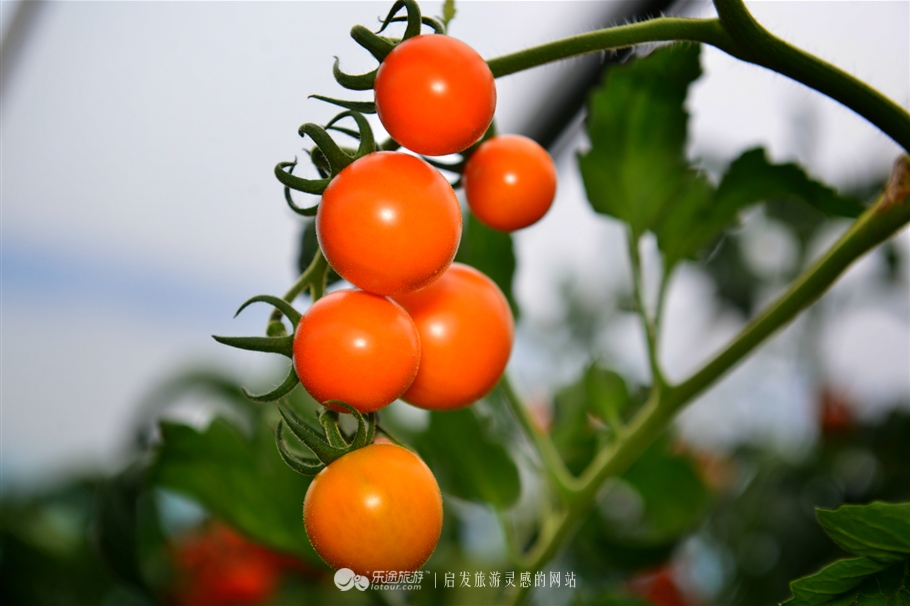 红石沟油菜花,红石沟秋景