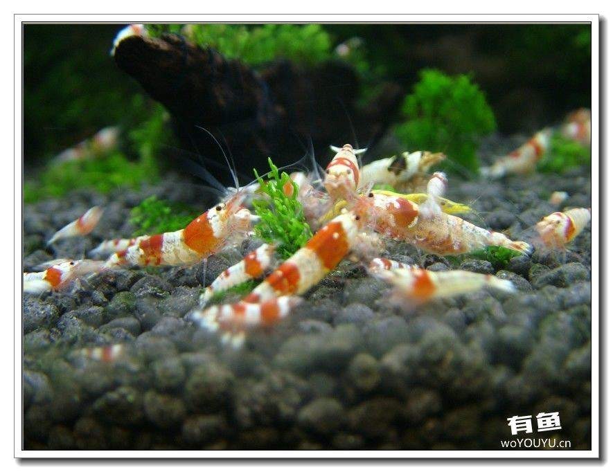 社区精华从40只水晶虾到爆缸之路，老公你好棒