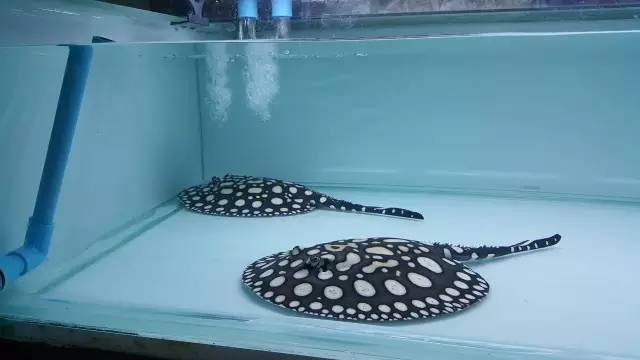 养魟人易犯!须忌六点!