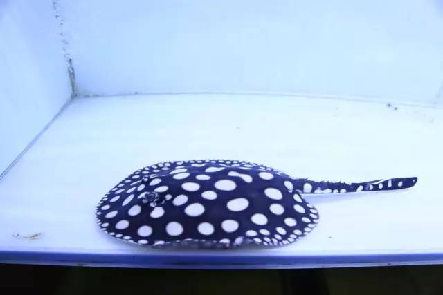 养魟人易犯!须忌六点!