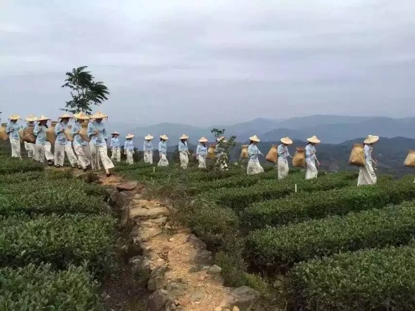 茶叶电商发展面临的困惑和挑战,中国茶叶电商发展最好的县