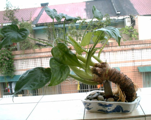 什么花属于吸毒植物,分享五款吸毒植物选盆搬回家吧