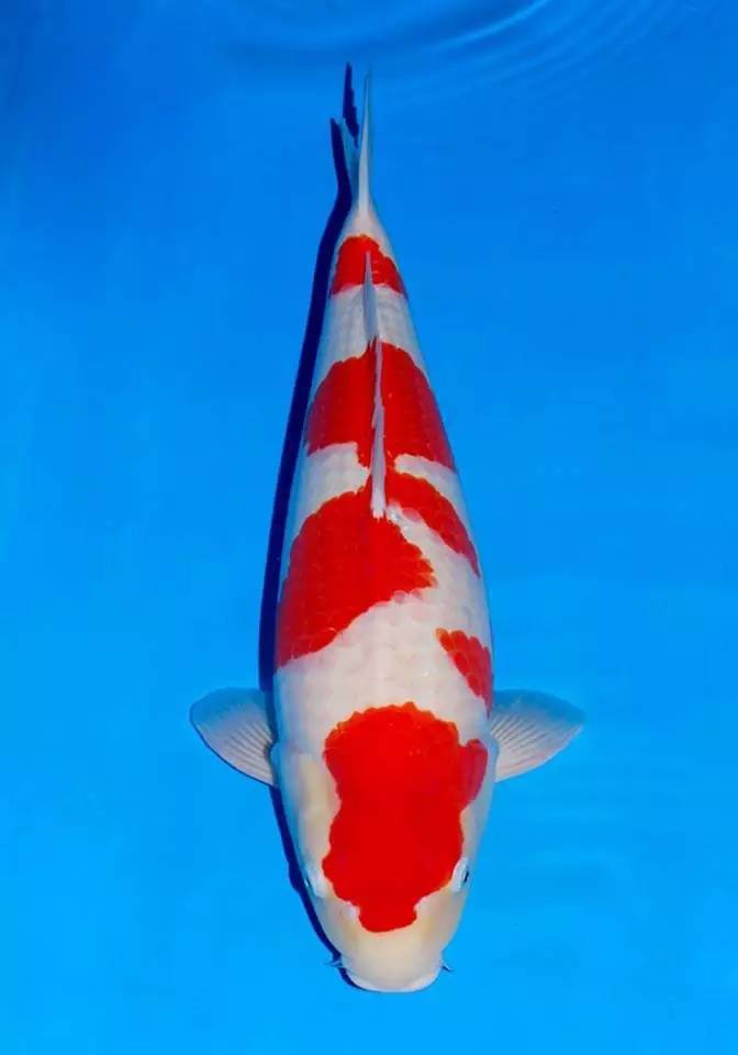 锦鲤养殖的方法与技巧,最简单的锦鲤饲养方法