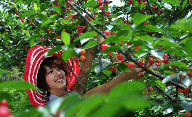 房山田园风情农业园,房山农业园