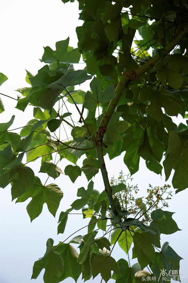 杩欐墠鏄湡姝g殑鍑ゅ嚢灞曠繀,杩欐墠鏄嚖鍑拌鏈夌殑鏍峰瓙