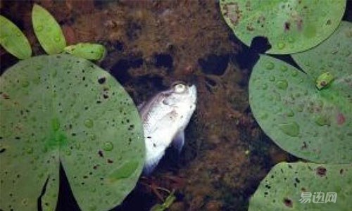 水族纯水机与家用净水机的区别,纯水机和净水机有什么区别