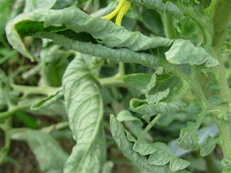 番茄向下卷叶是什么原因,番茄下部叶子卷起怎么回事