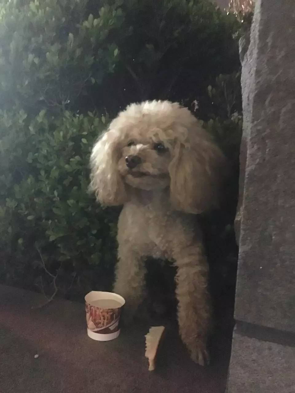 救助流浪猫狗视频,上海流浪猫狗救助中心