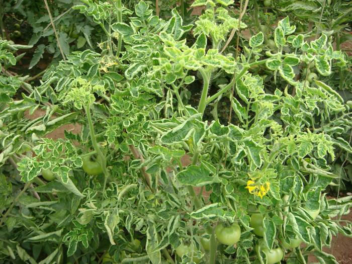 番茄向下卷叶是什么原因,番茄下部叶子卷起怎么回事