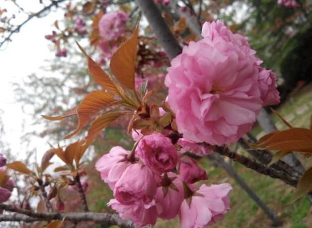 天津最迷人的樱花雨，愿你在花中起舞！