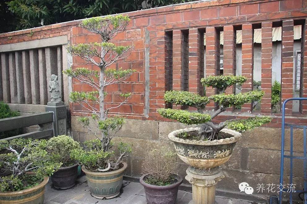 家庭的所有榕树盆栽,家庭养的榕树有什么品种