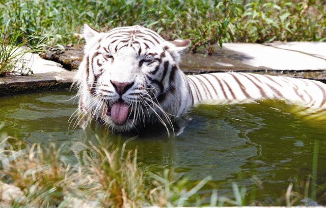 中暑常见的四种表现,中暑的七大症状
