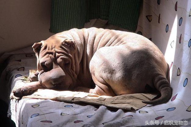 中国犬种第二弹这是属于它们的帅气