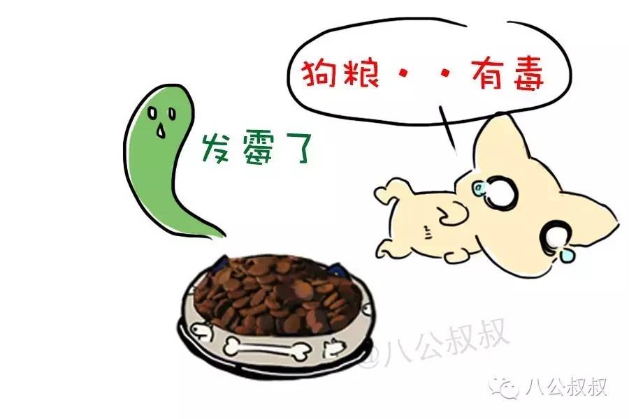 狗狗常见的胃肠道疾病,狗狗自测肠胃炎最简单的方法