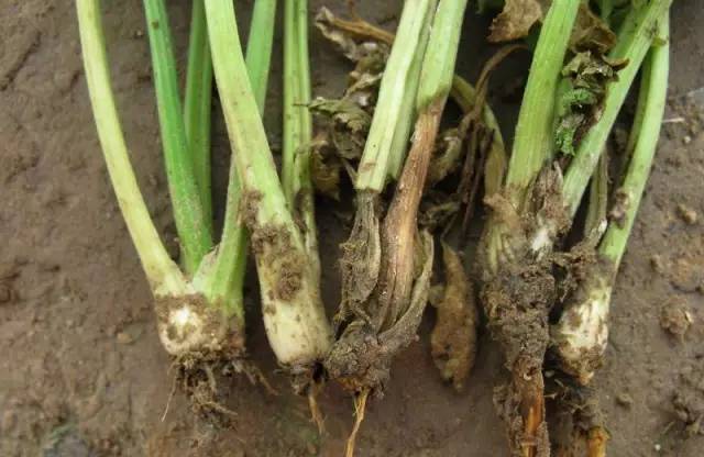 芹菜种植技术和管理方法及病害,芹菜苗期有哪些细菌性病害