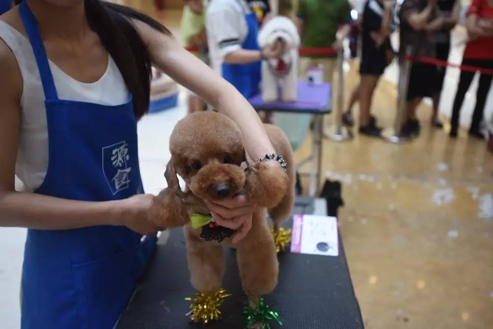 “源食”第五届中国宠物造型达人秀——哈尔滨赛区报道