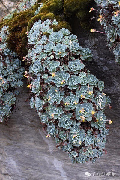 韩国精美多肉,欧美风多肉